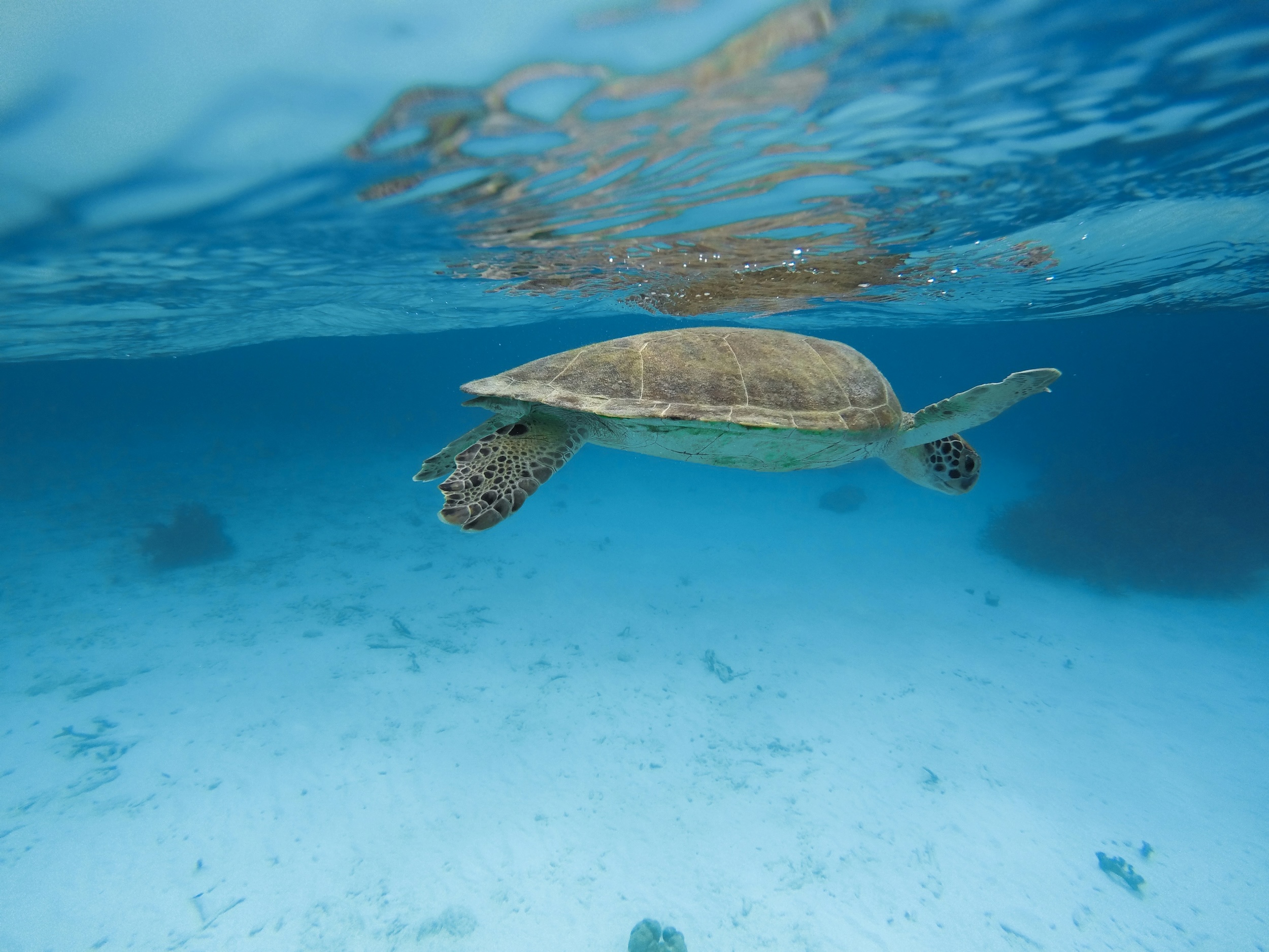 Bonaire